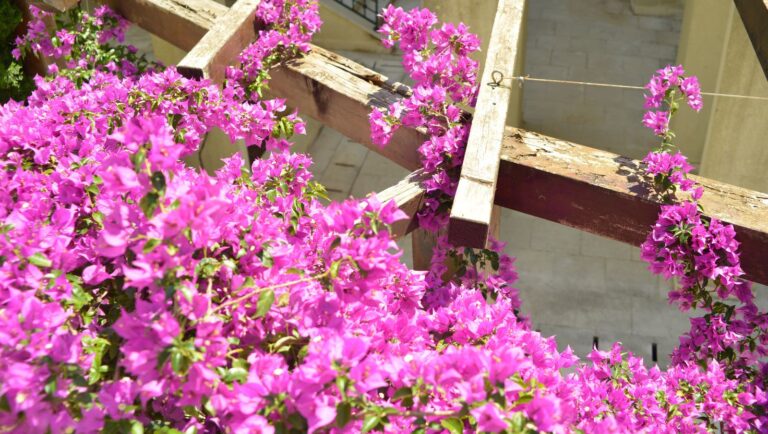 Best Climbing Plants for a Pergola – A Guide to Beautiful Flowering Vines