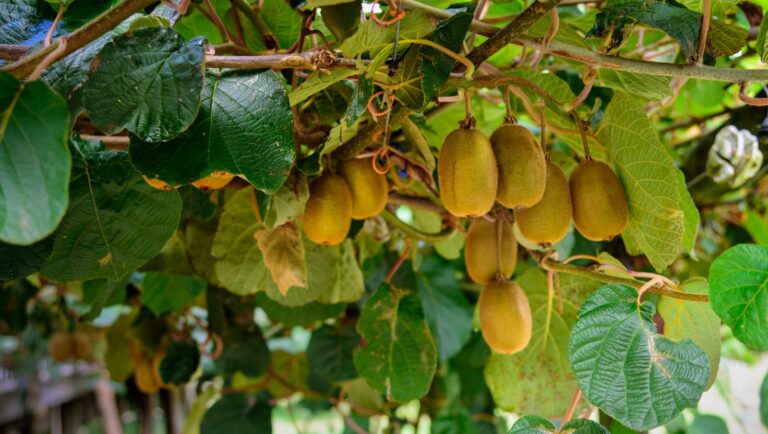 Best Fruiting Vines for a Pergola in Brisbane – Passionfruit, Kiwi & More